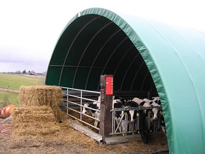 Auch die Jungrinder fühlen sich wohl in der Shelterall